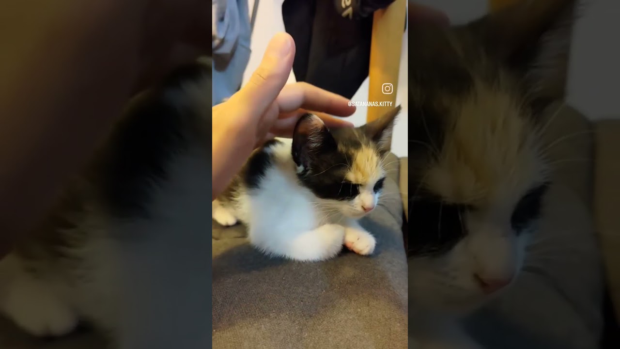 Rescue kitten getting used to being pet #cat #kitten #cute #ananas #satananas