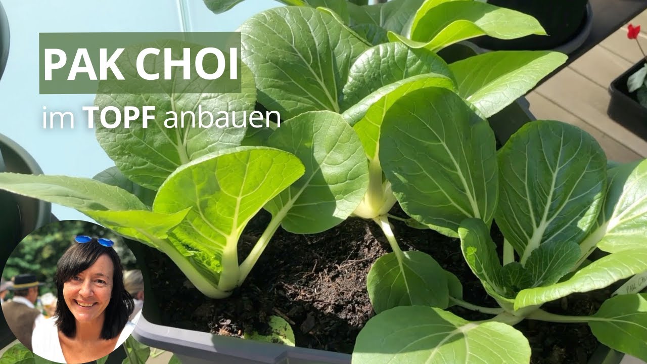 Pak Choi im Topf anbauen - die wichtigsten Tipps von der Aussaat bis zur Ernte