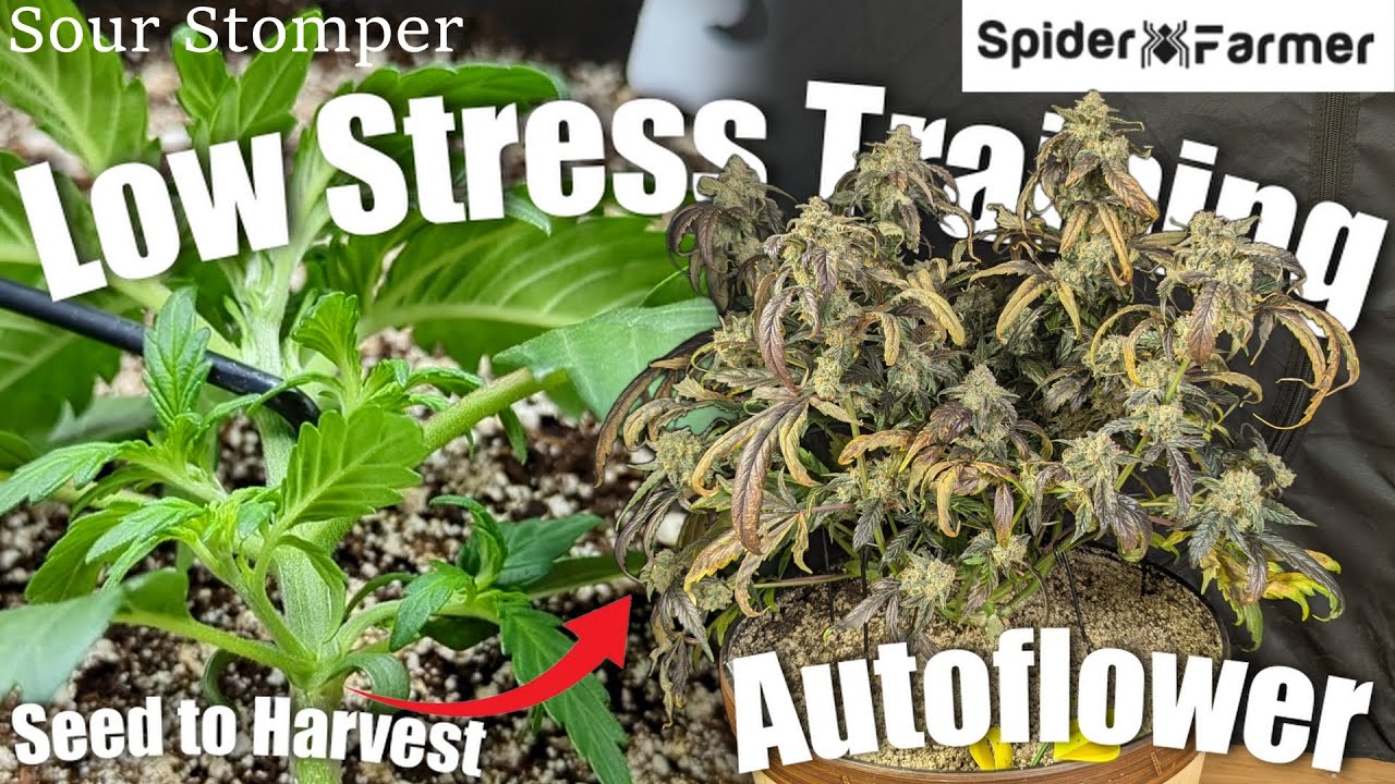 Как я выращиваю -29- От семян, LST до урожая - Sour Stomper(2) Автоцветущий - Spiderfarmer SF4000