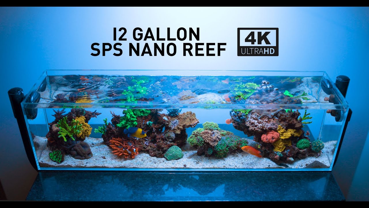 Mr Aqua 12 Gallon Long Nano Reef - Neptune SKY - 4K 120FPS