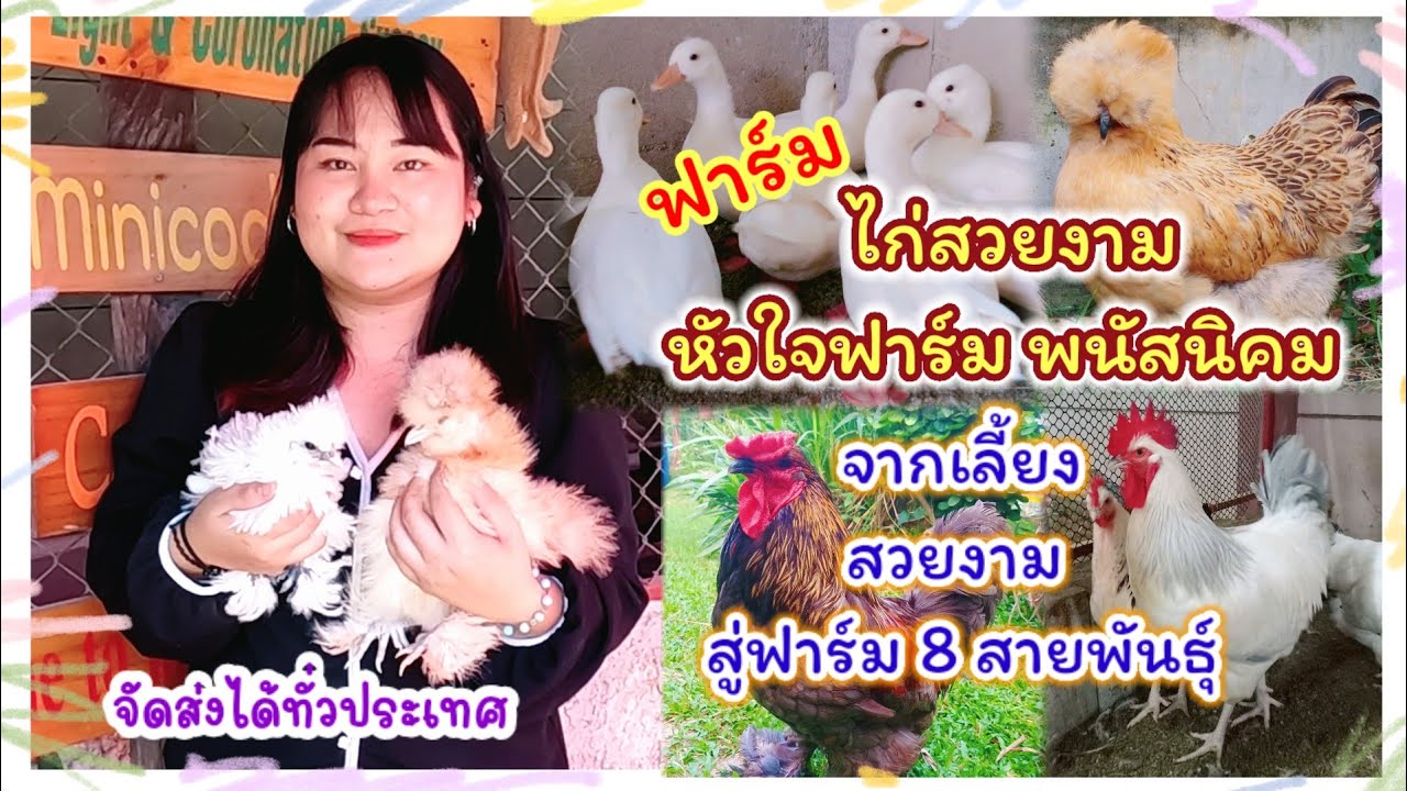 จากเลี้ยงสวยงาม สู่ฟาร์ม 8 สายพันธุ์ ฟาร์มไก่สวยงาม หัวใจฟาร์ม พนัสนิคม จัดส่งได้ทั่วประเทศ