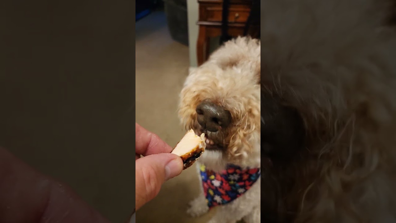 Мейбл, пудель-тусовщик, получает курицу