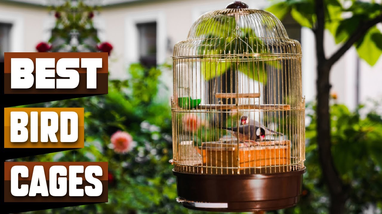 Best Bird Cage In 2026 - Top 10 Bird Cages Review