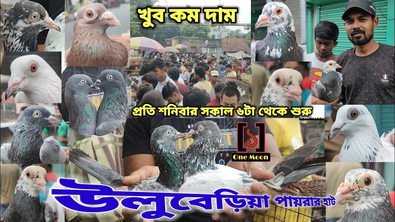 Uluberia Pet Market | Current Exotic Pigeon Price Update at Uluberia 24/05/2025 Visit @OneMoon1