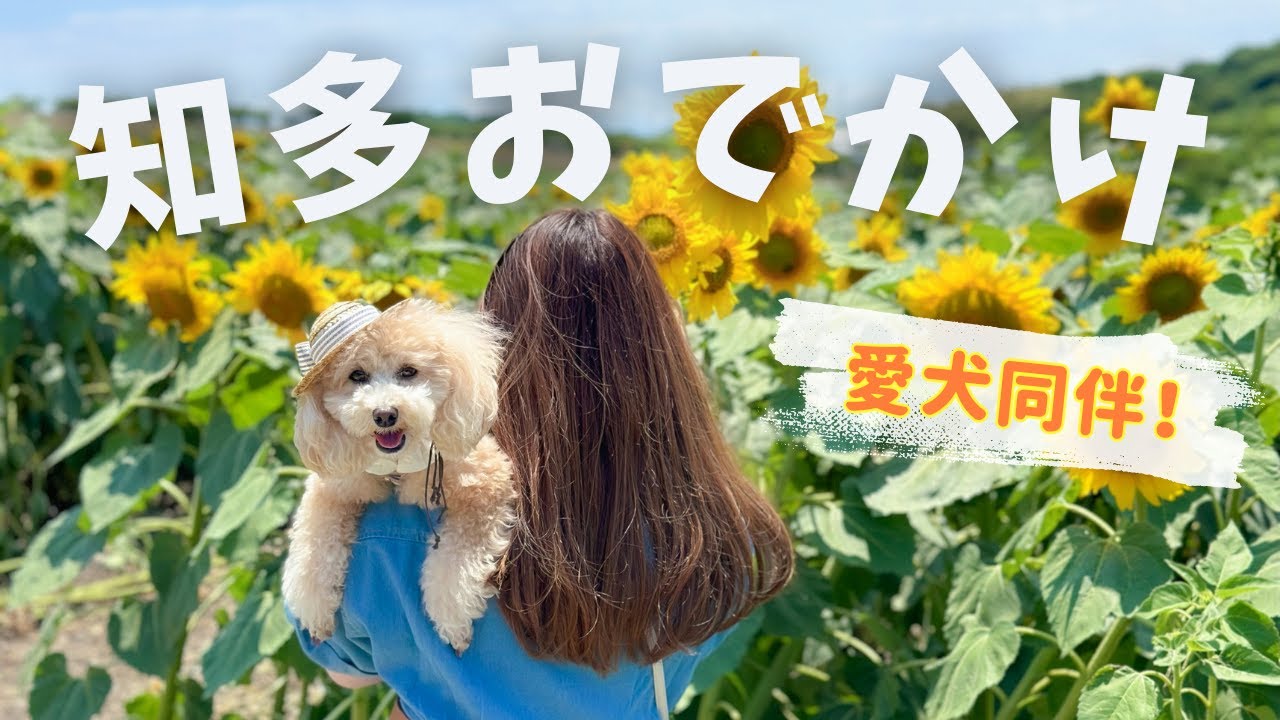 愛犬と行く！知多半島日帰り満喫プラン【観光農園花ひろば｜南知多ビーチランド｜トイプードル】