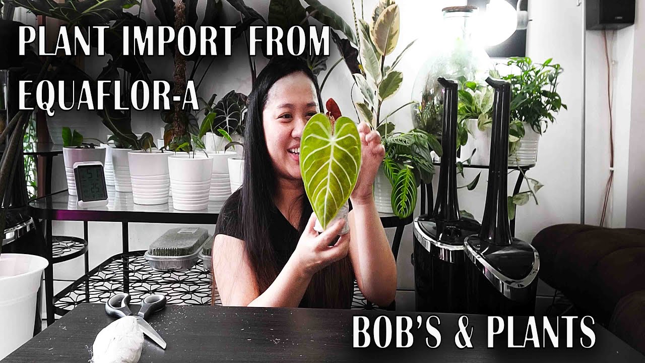 Plant Import from Equaflor-A | Imported Plants From Ecuador to Canada