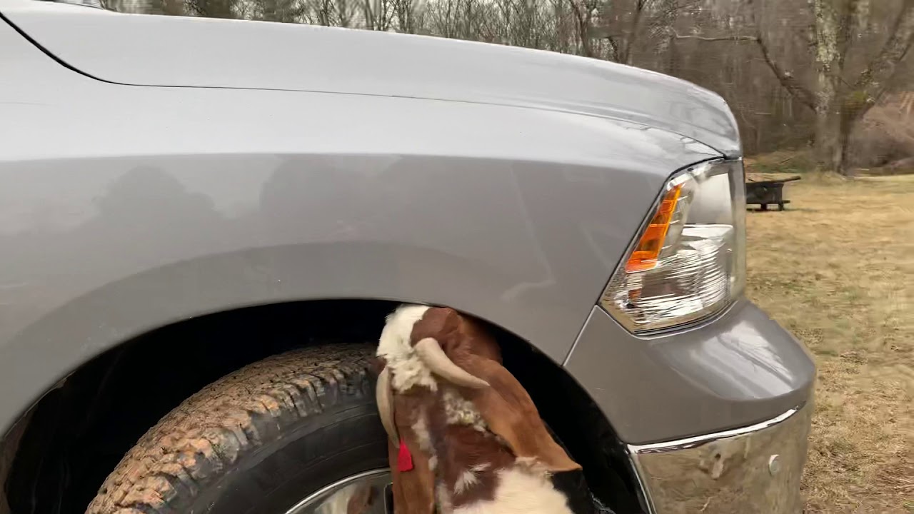 Goats Licking My Truck