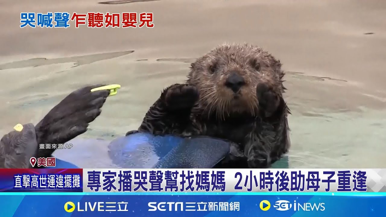 哭聲如嬰兒! 小海獺走失狂哭找媽媽  出生2週小海獺找到媽媽! 專家感動落淚 加州海獺僅剩3千隻 助海獺尋母引熱議｜記者  許少榛｜國際焦點20251123｜三立新聞台