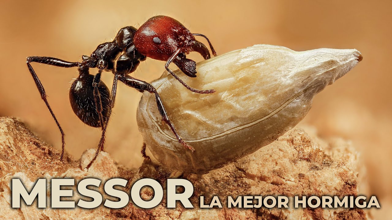 Guerras de Hormigas y cría: ¡Dentro del Poderoso Imperio Messor!