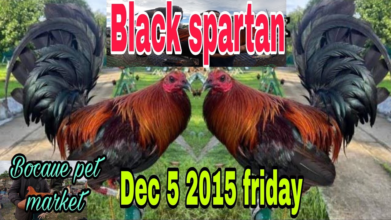 Black spartan Bocaue pet market , Dec 5 2025 friday .