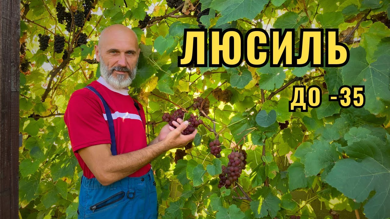 Виноград Люсиль 🍇 | Обзор сорта и особенности выращивания