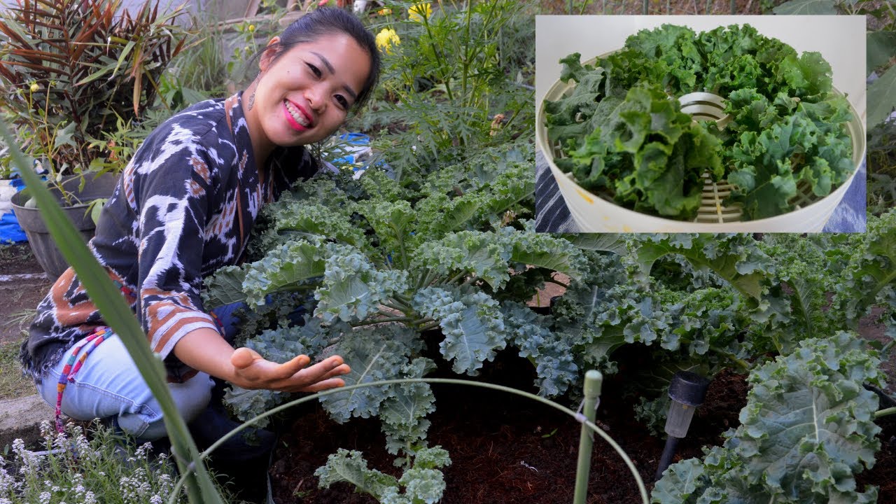 Curley Kale Panen Dibuat Bubuk dan Keripik | Kale Harvest and Turn Into Powder and Chips