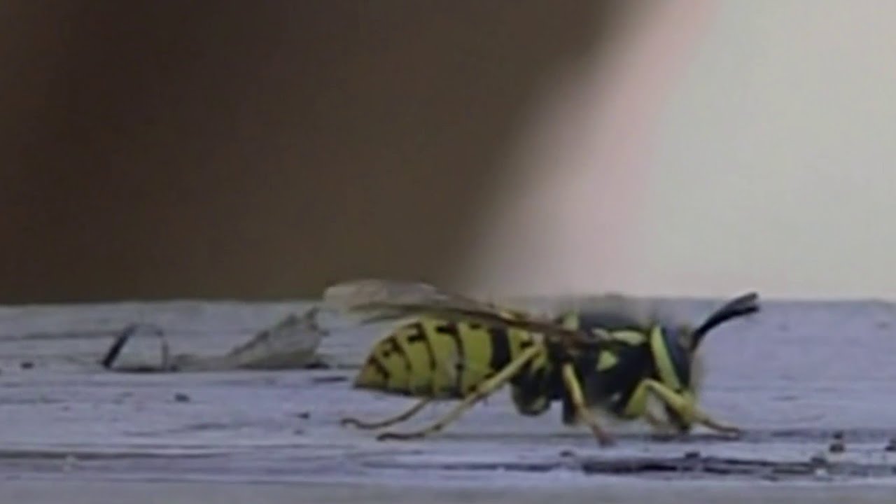Why yellow jackets are so active in the fall