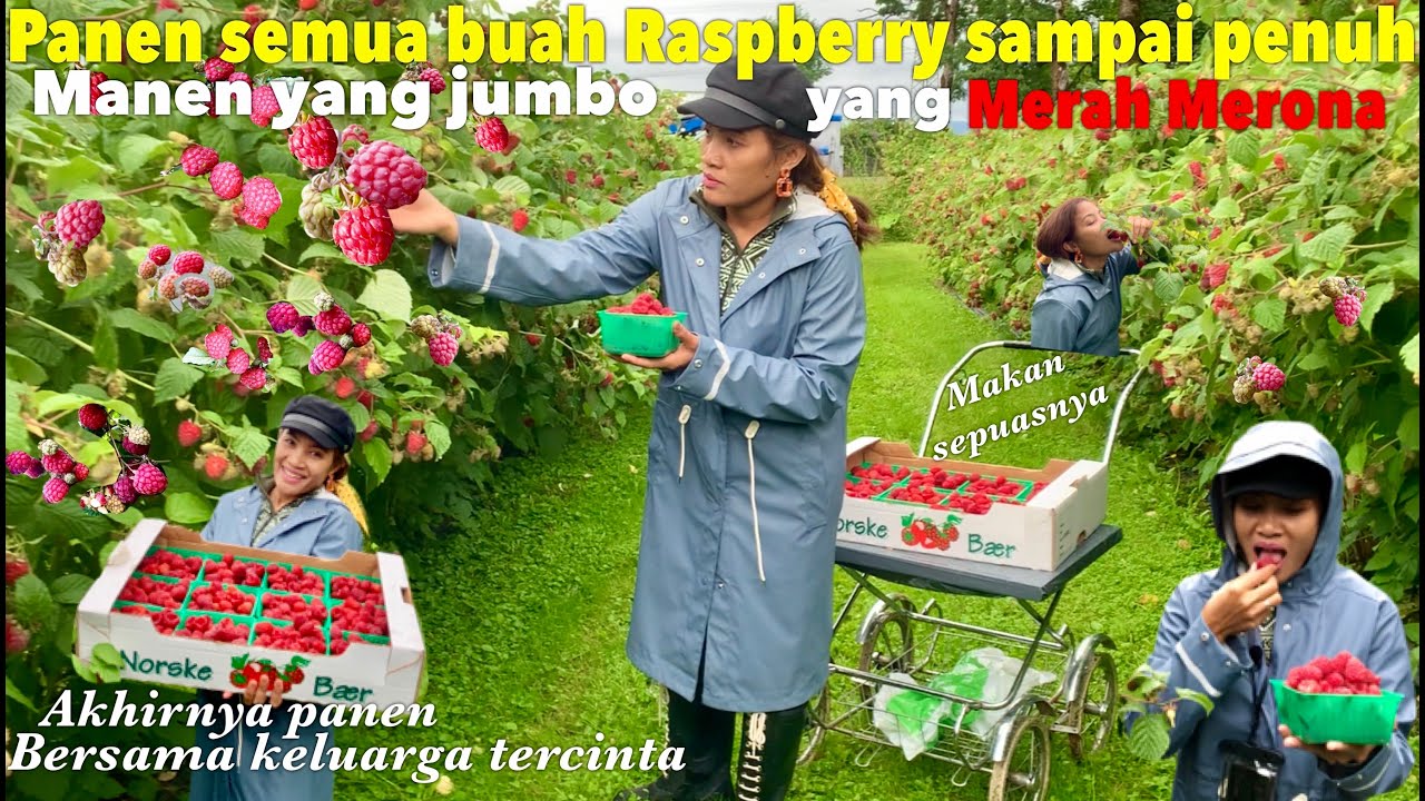 PANEN BUAH RASPBERRY MANIS LANGSUNG MAKAN GRATIS SEPUASNYA DI NORWAY