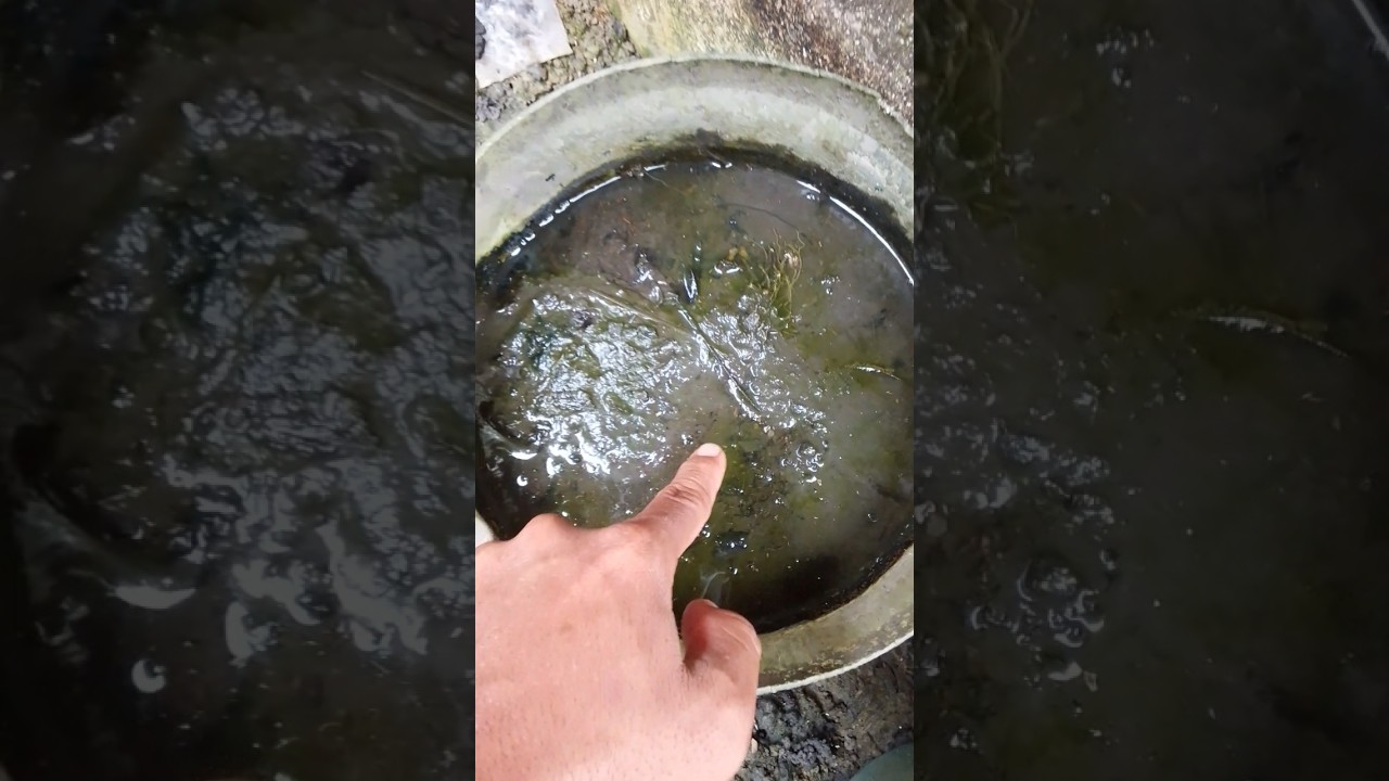belut dikolam pindah alam 