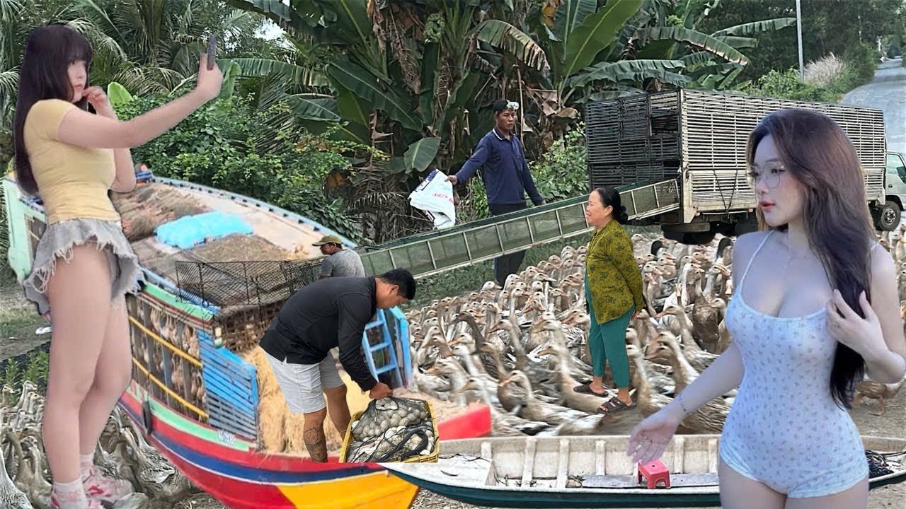 Ducks are migrating to new rural areas using advanced technology and trucks.