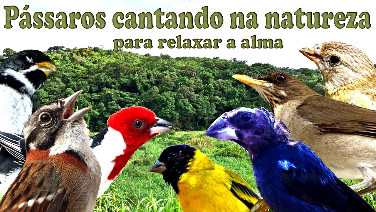 Pássaros cantando ao som do riacho para estímulo de canto e relaxamento