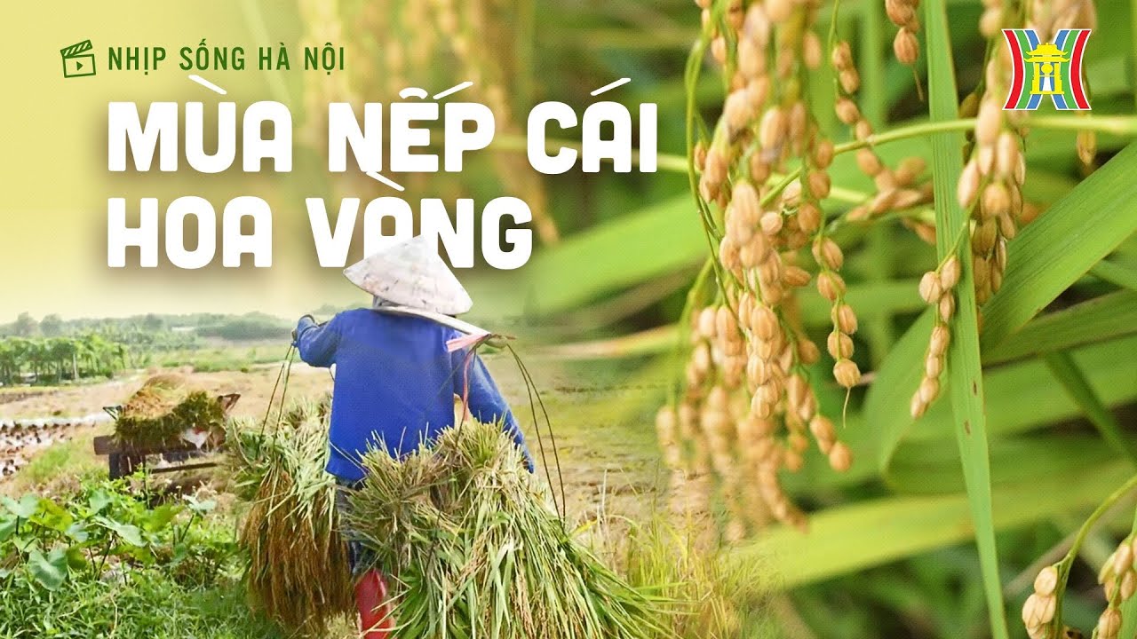 Mùa nếp cái hoa vàng | Nhịp sống Hà Nội