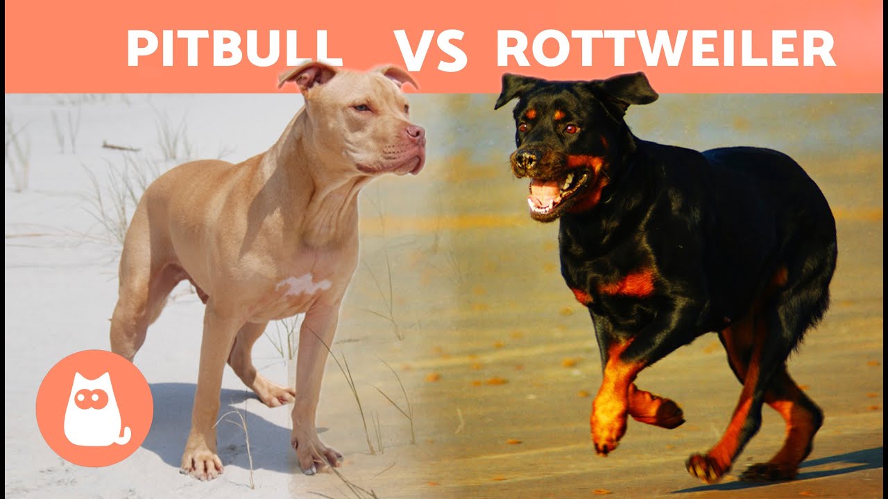 Diferencias entre PITBULL y ROTTWEILER 🐶 (Características Físicas, Carácter, Cuidados y Salud)