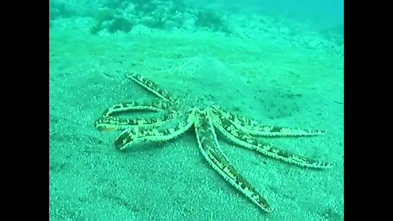 Les Echinodermes