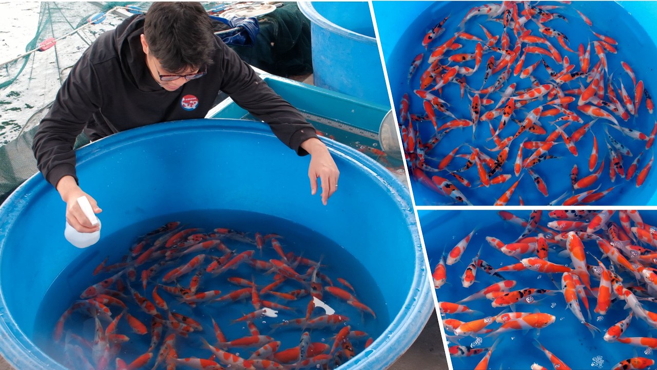SAKAI FISH FARM có thực sự CHẤT LƯỢNG như lời ĐỒN? Trải Nghiệm Cá Koi Sakai giá HỢP LÝ