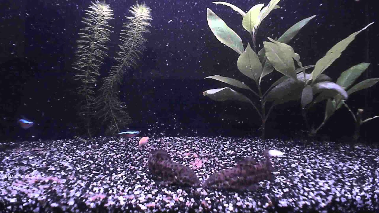 Калихт / Callichthys