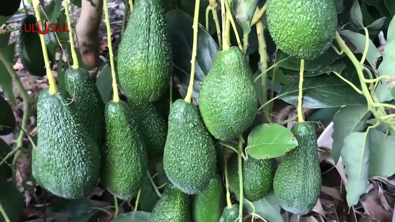 Avokado hırsızları Antalya'da işbaşında