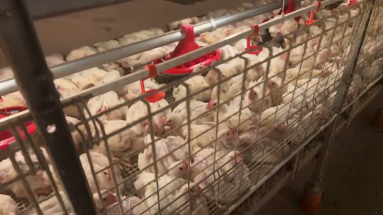 HIGHTOP Poultry Equipment - 4-Tier Automated Harvesting Chain-Type Broiler Cage