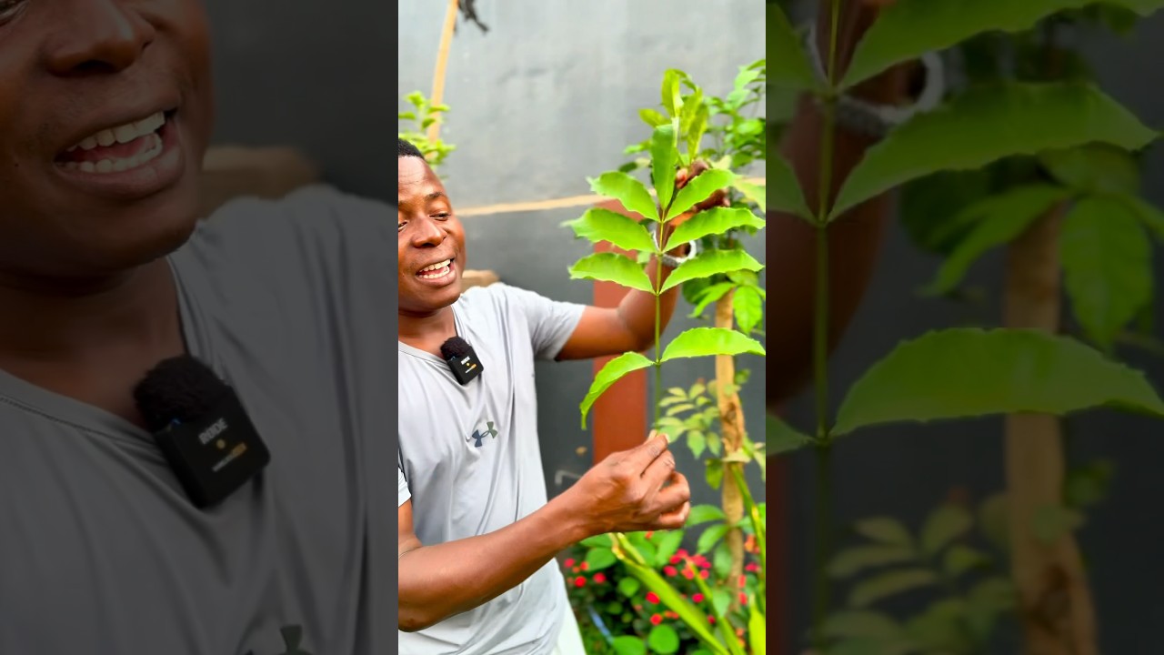 Comment utiliser les feuilles d'hysope africaine? #Feuilles #Hysope #Africaine