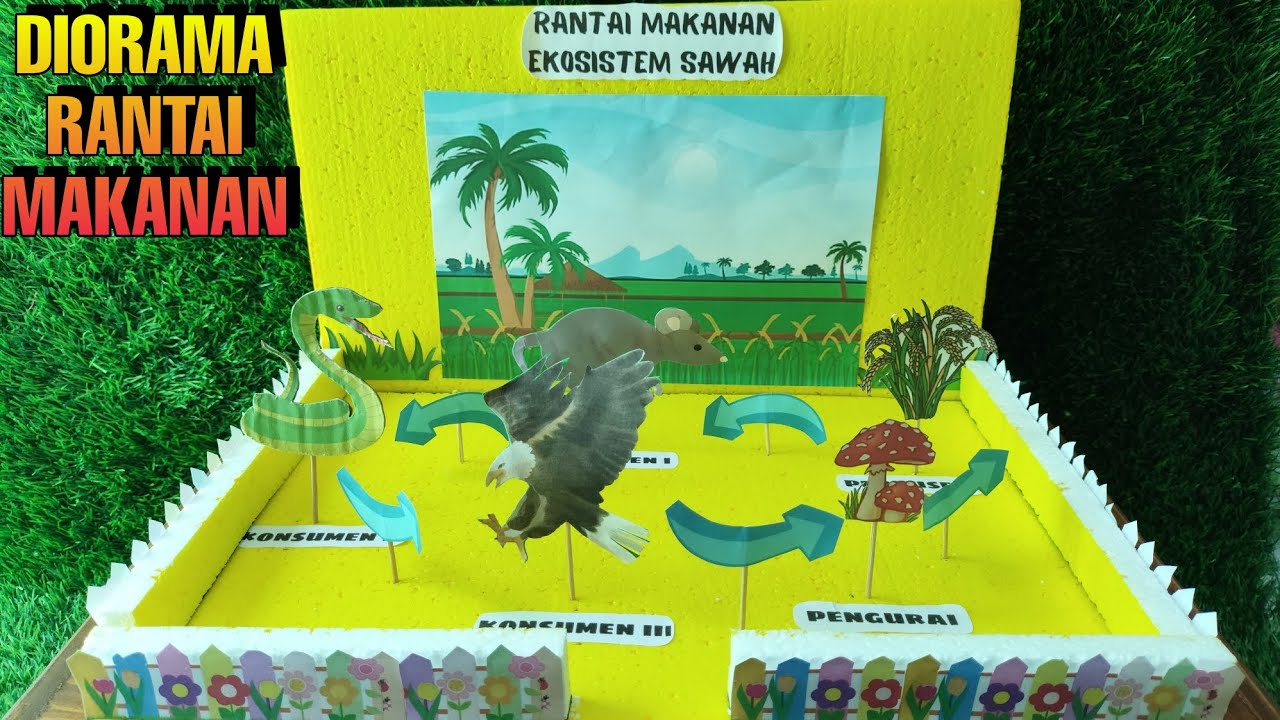Membuat Diorama Rantai Makanan Ekosistem Sawah || Media Pembelajaran Rantai Makanan