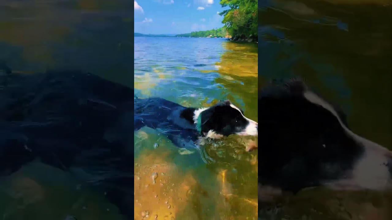 Morning swim #dog #dogs #bordercollie #swimming #lake #august #nature #travel