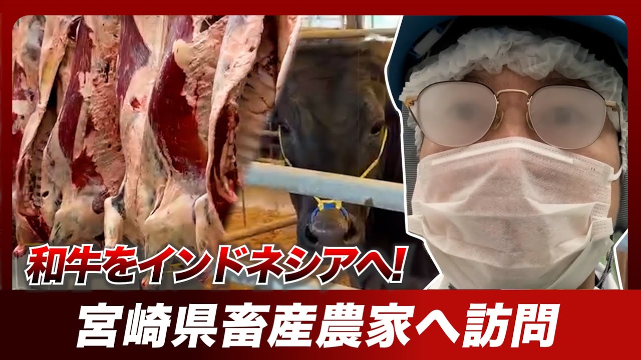 【和牛をインドネシアへ！】宮崎県畜産農家訪問記