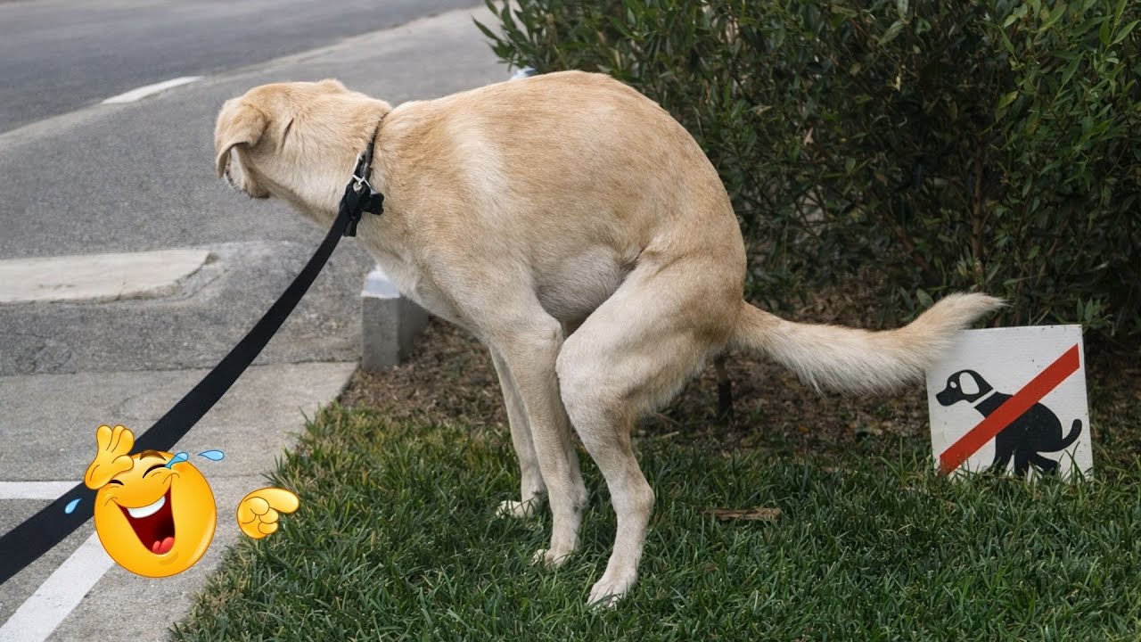 You Can’t Stop Laughing At These Dogs 🤣 FUNNIEST DOGS Video 2026