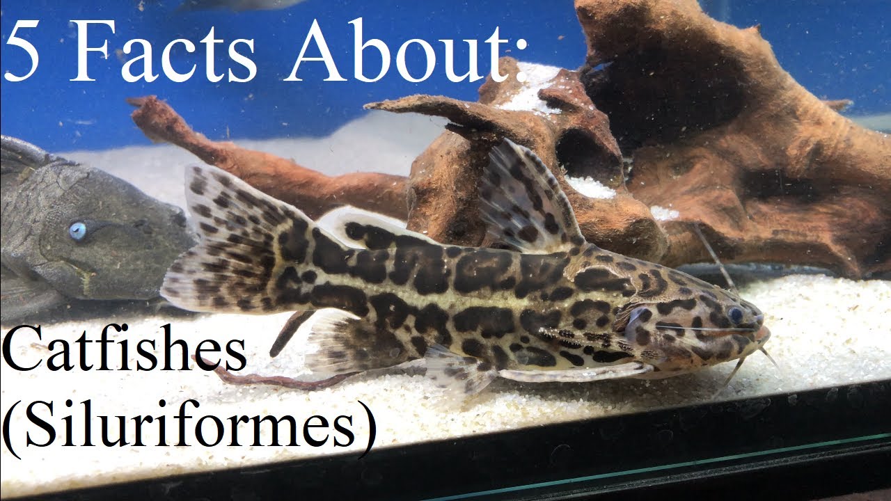 5 Facts You Didn't Know About Aquarium Catfishes (Siluriformes)
