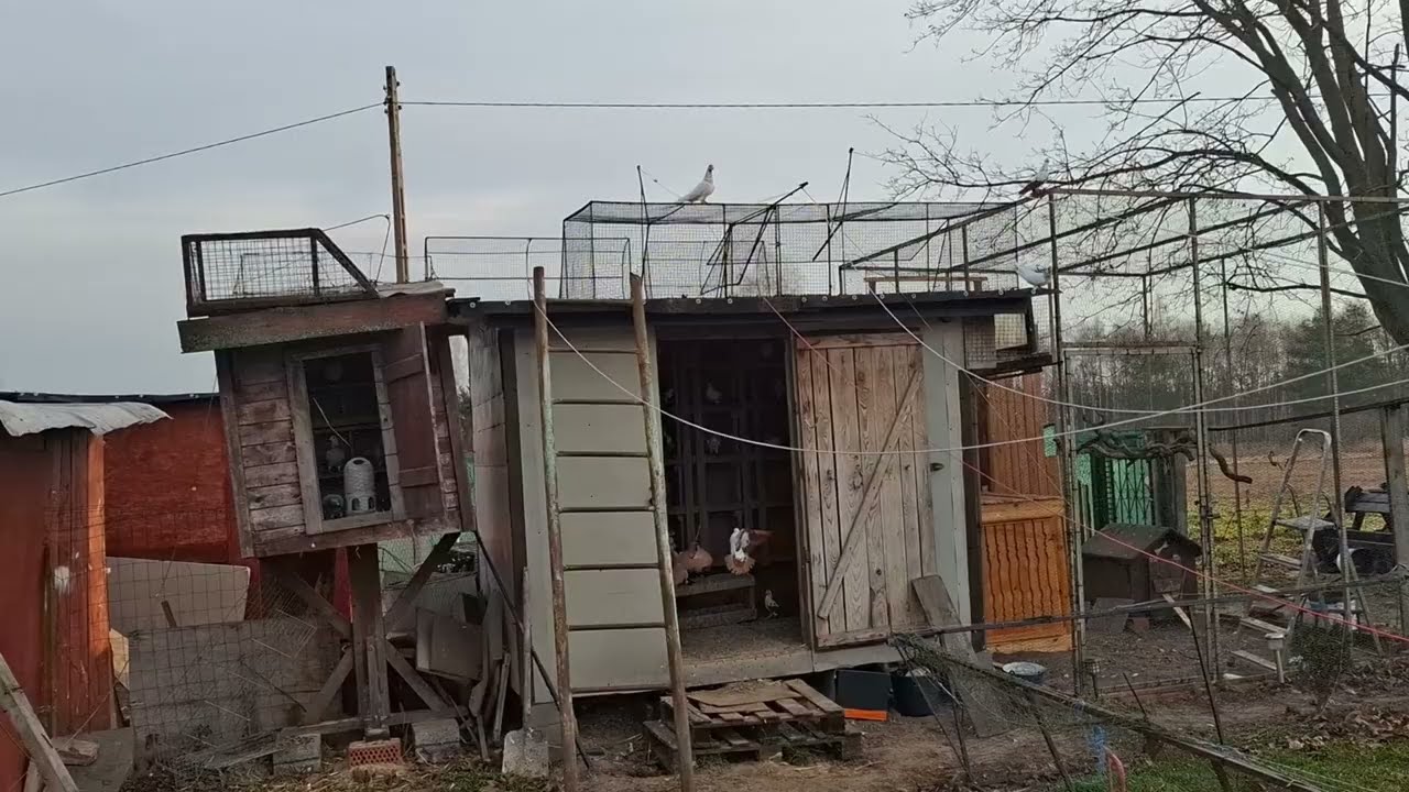Oblot !!! Gołębie Dominika 😀😀 Pasiaty Dorwany w NDM 😃😃