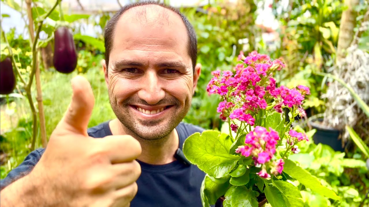 KALANCHOE - COMO PLANTAR, CUIDAR E RECUPERAR OS QUE JÁ NÃO DÃO FLORES
