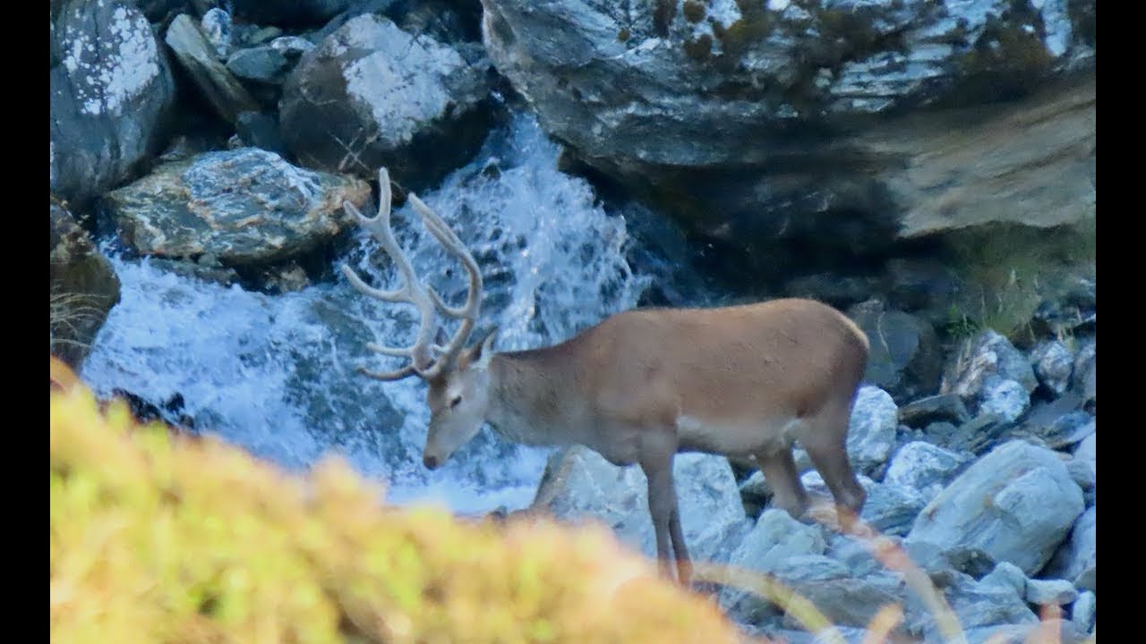 Stags, Bucks and a one horned Bull, Late summer 2025, Hunting NZ