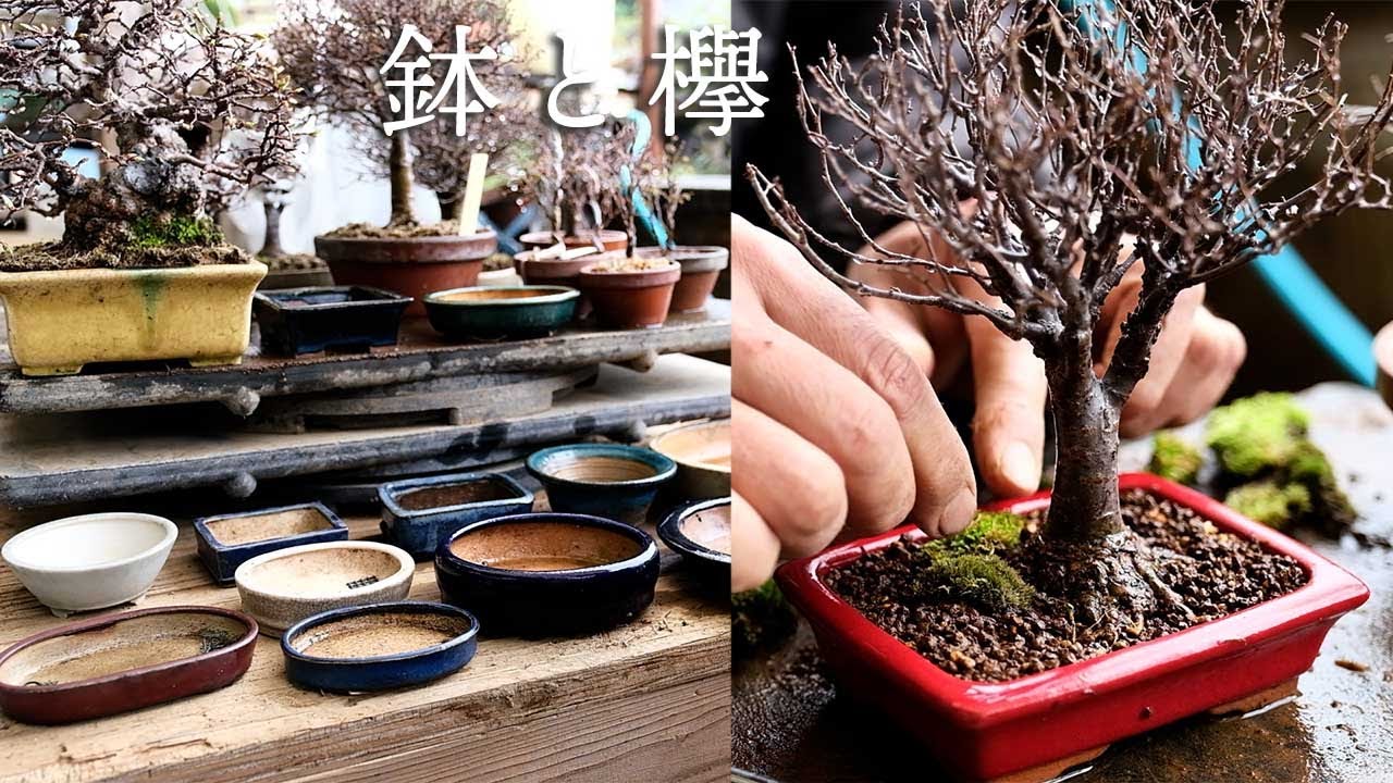 【欅】ケヤキの鉢選びと植え替え【盆栽Q】
