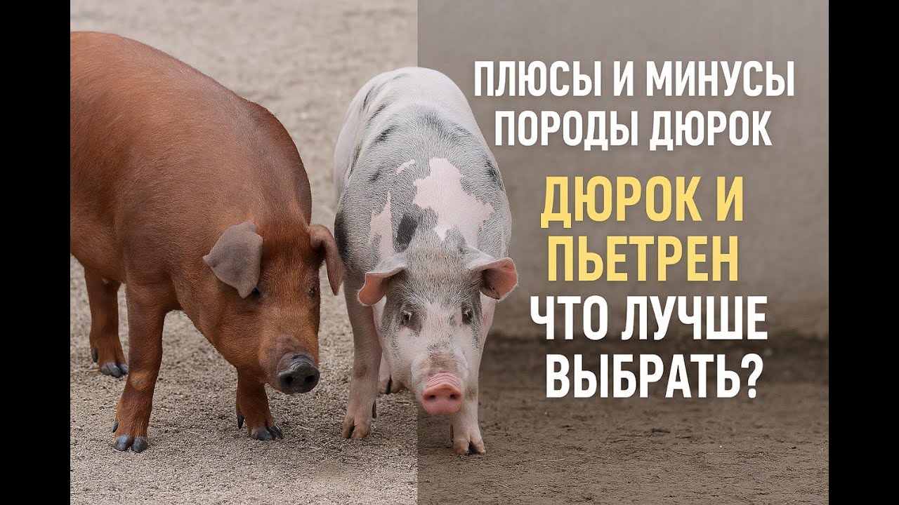Плюсы и минусы породы свиней Дюрок. Дюрки или Пьетрены, что лучше, что выбрать?
