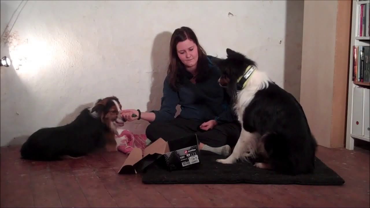 Lær din hund at tænke kreativt