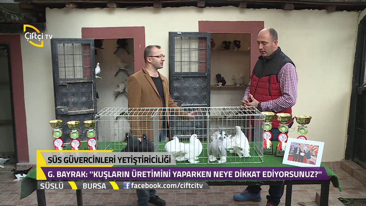 Süs  Güvercinlerinin  Özellikleri - Süslü