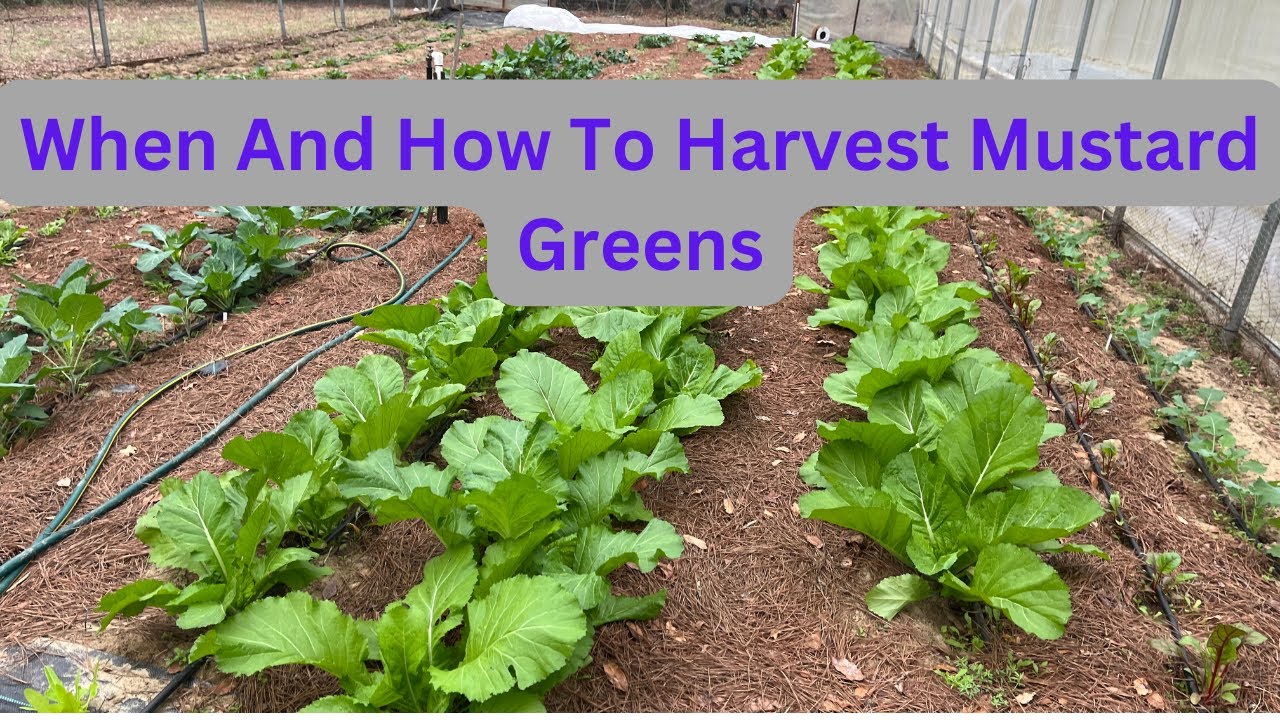 When and How To Harvest Mustard Greens