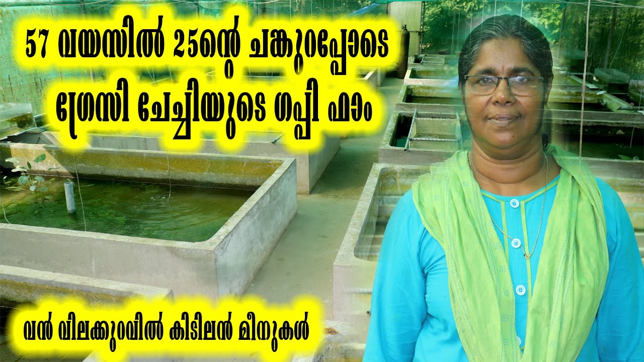 57 വയസിൽ 25 ന്റെ ചങ്കുറപ്പോടെ ഗ്രേസി ചേച്ചിയുടെ Guppy Farm,  Molly Fish Farm Calicut Kerala