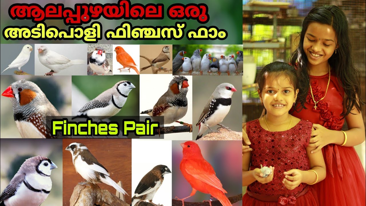 കുഞ്ഞൻ കിളിയിൽ നിന്ന് വലിയ വരുമാനം നേടുന്ന ആലപ്പുഴയിലെ  ഒരു ഫാം || Finches Malayalam || Farm Stories
