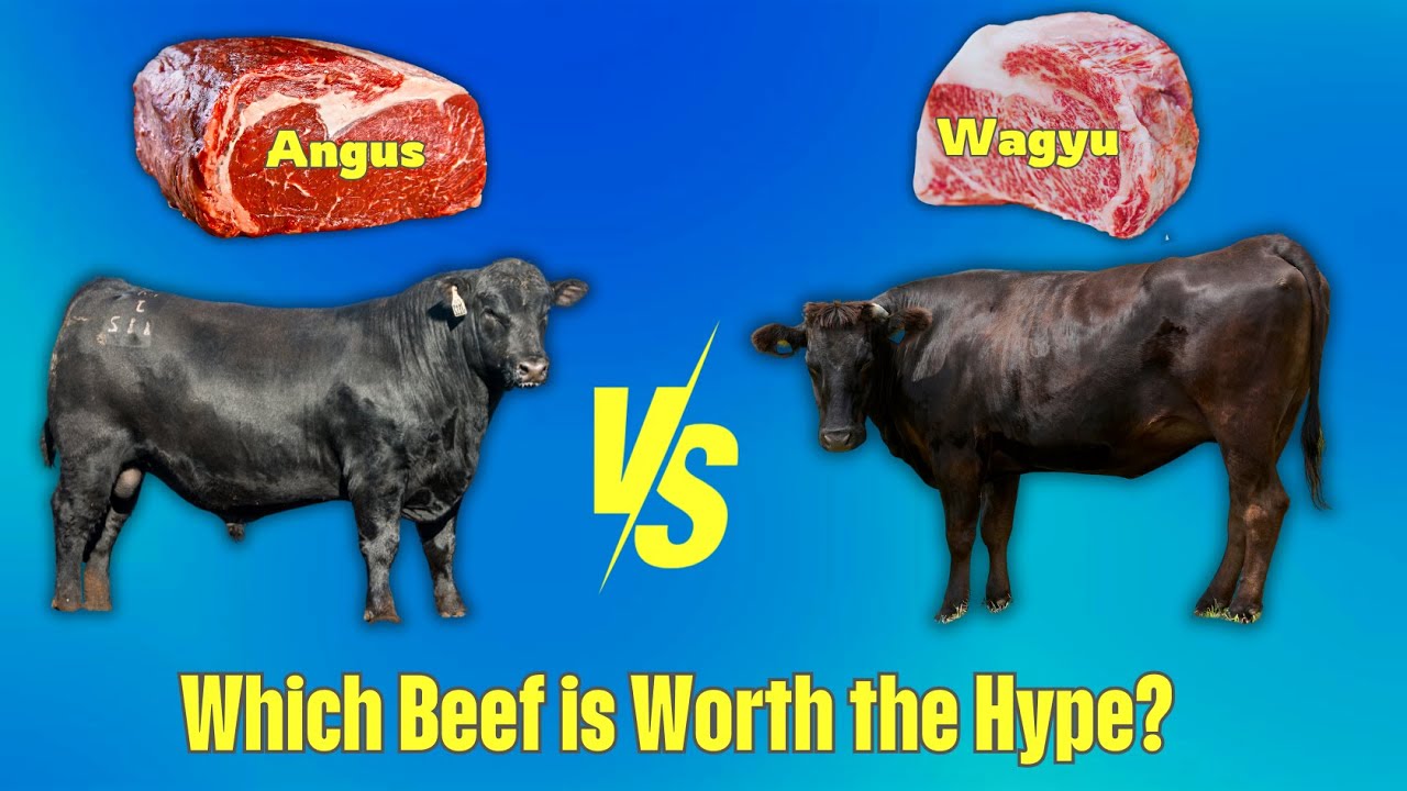 Angus vs Wagyu | What You Need to Know About These Premium Beef Breeds!