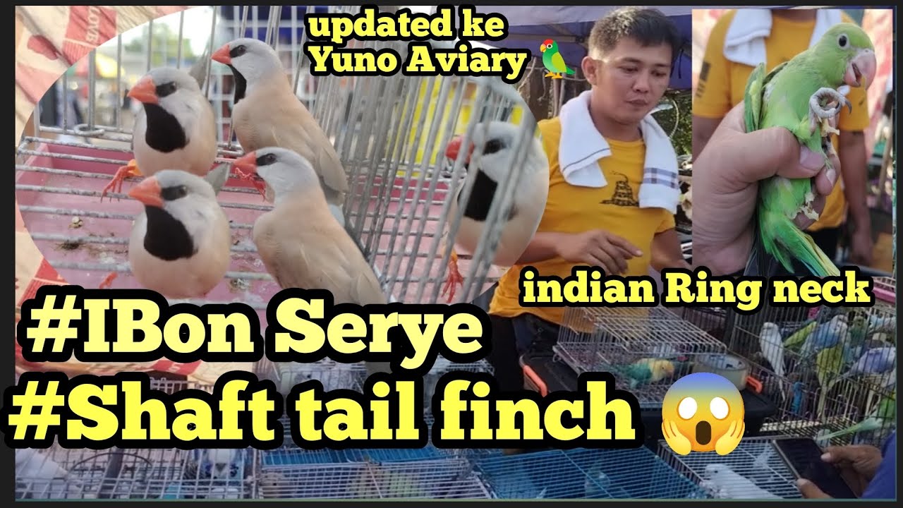 #IBOn Serye #Bocaue Birds Market#Shaft tail finch ni Yuno Aviary Ang Ganda Breeder na#Aqua   mura na