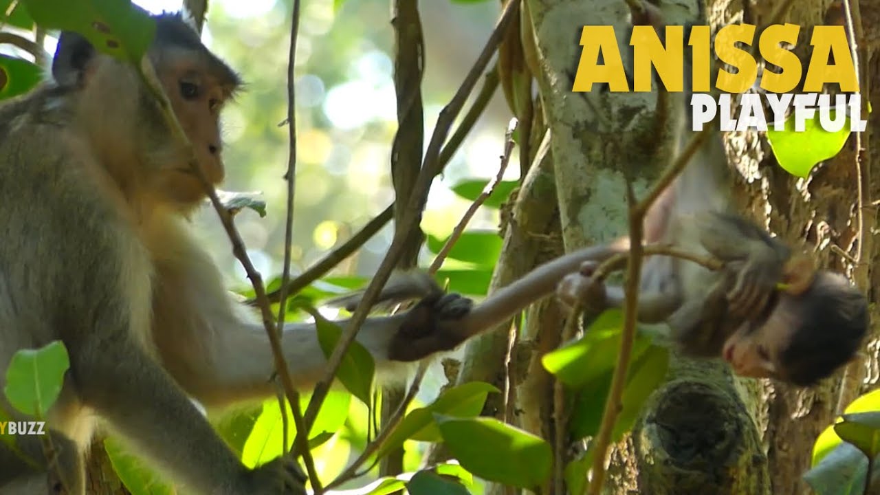 So Cute! Lovely Tiny Baby Monkey Anissa Very Happy Playing After Fully Milk