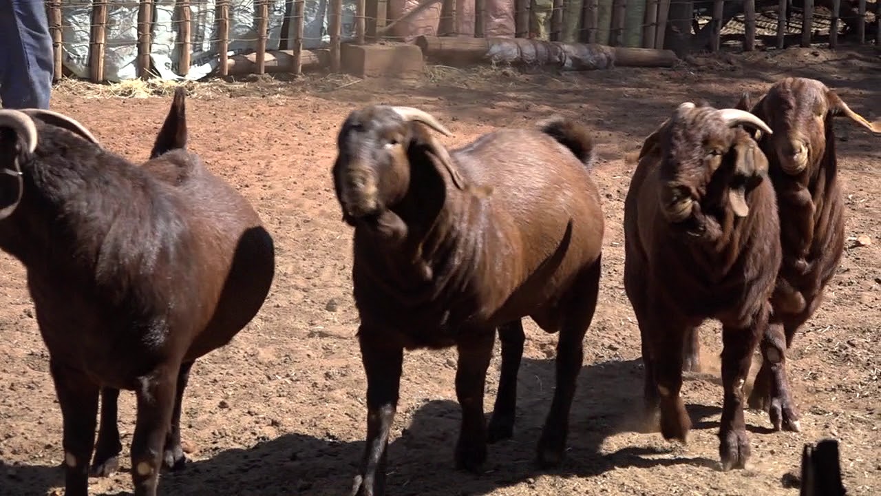 Zadac farm Kalahari Red Ram