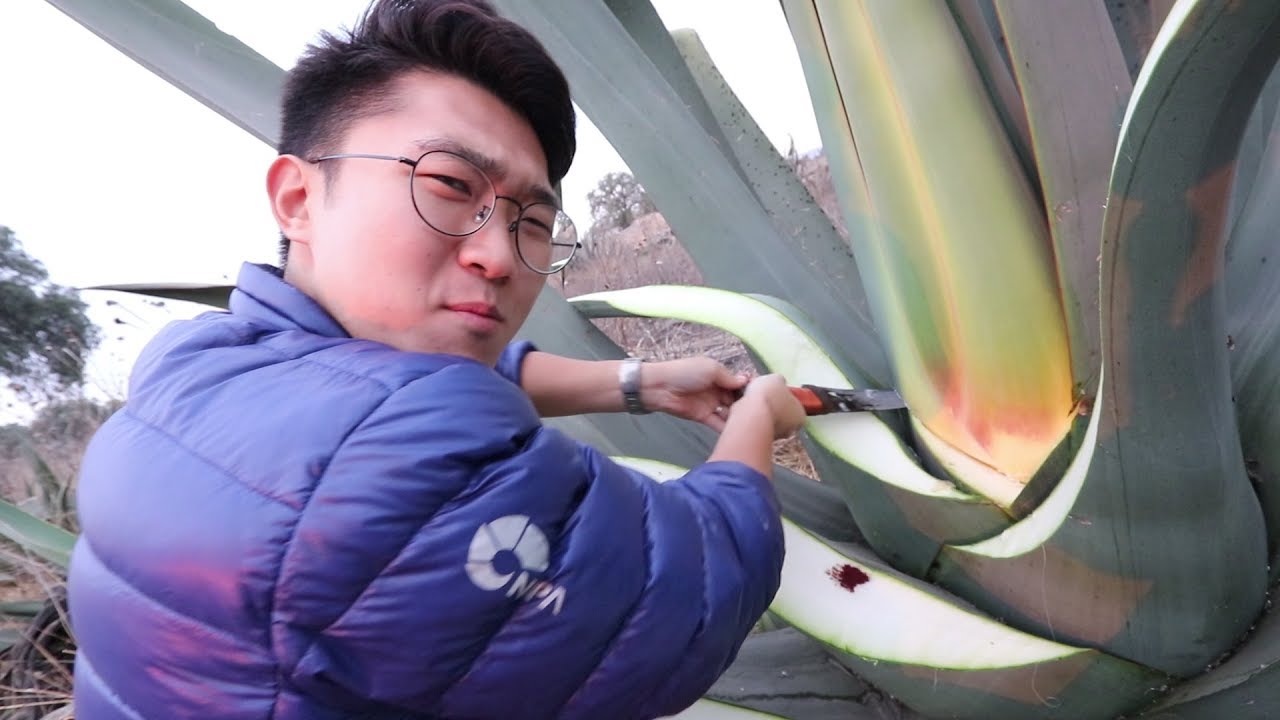 SALGO A HACER MI PROPIO PULQUE
