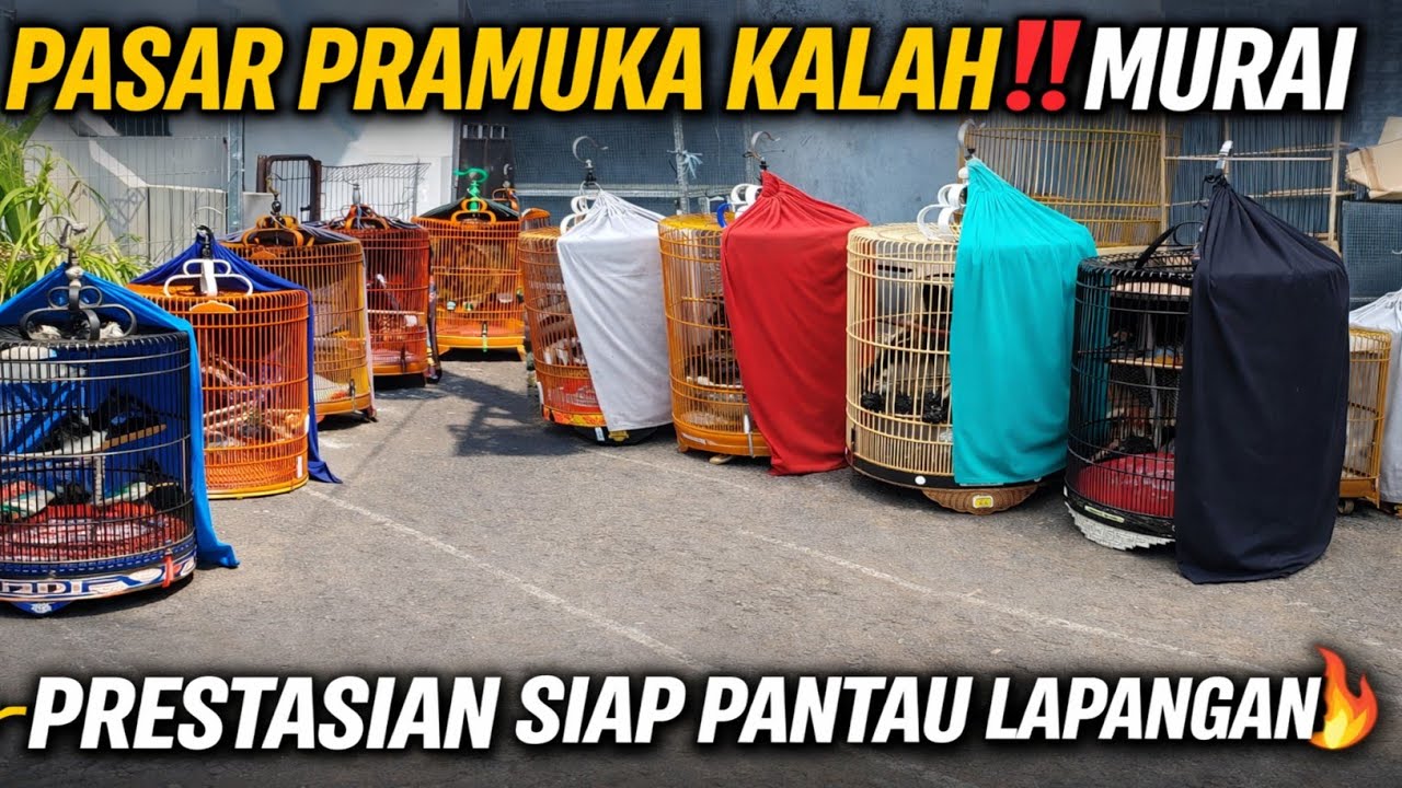 PRAMUKA KALAH‼️ INI PUSAT MURAI BATU PRESTASI SIAP PANTAU LAPANGAN DI JAKARTA
